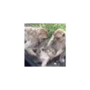 Mamacos fofineos 11
