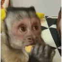 Mamacos fofineos 21