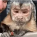 Mamacos fofineos 23