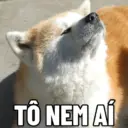 Cachorrinhos fofos 😍❤️ 5