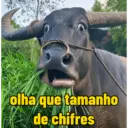 Memes top 5
