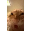 Jvuffi 8