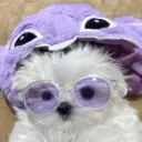 🐕  Perros  Cute 💕 5
