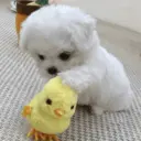 🐕  Perros  Cute 💕 6