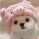 🐕  Perros  Cute 💕 7