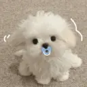 🐕  Perros  Cute 💕 10