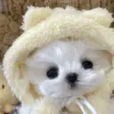 🐕  Perros  Cute 💕 12