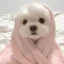 🐕  Perros  Cute 💕 14