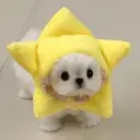 🐕  Perros  Cute 💕 16