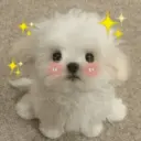 🐕  Perros  Cute 💕 17