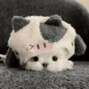 🐕  Perros  Cute 💕 18