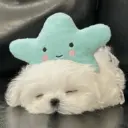 🐕  Perros  Cute 💕 19