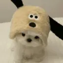 🐕  Perros  Cute 💕 20