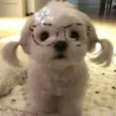 🐕  Perros  Cute 💕 23