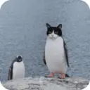 Pingüino Shitpost 😈 6