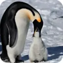 Pingüino Shitpost 😈 9