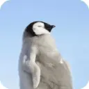 Pingüino Shitpost 😈 11