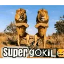 Kucing langor 30