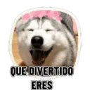 REACCIONES PERRUNAS 🐕😛 5