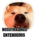 REACCIONES PERRUNAS 🐕😛 6
