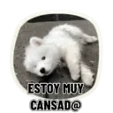 REACCIONES PERRUNAS 🐕😛 7