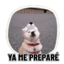 REACCIONES PERRUNAS 🐕😛 8