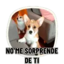 REACCIONES PERRUNAS 🐕😛 10