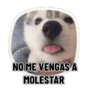 REACCIONES PERRUNAS 🐕😛 11