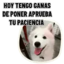 REACCIONES PERRUNAS 🐕😛 12