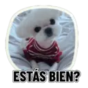 REACCIONES PERRUNAS 🐕😛 13