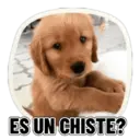 REACCIONES PERRUNAS 🐕😛 14