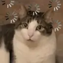 Gatitos 🐱 5
