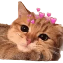 Gatitos 🐱 7