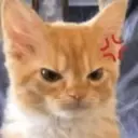 Gatitos 🐱 8