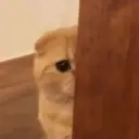 Gatitos 🐱 9