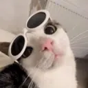 Gatitos 🐱 12