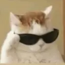 Gatitos 🐱 14