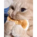 Gatitos 🐱 15