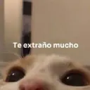 Gatitos 🐱 16