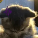 Gatitos tristes 5
