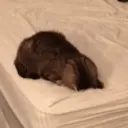 Gatitos tristes 6