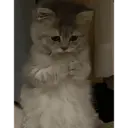 Gatitos tristes 7