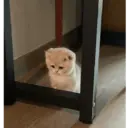 Gatitos tristes 8