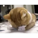 Gatitos tristes 9