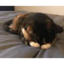 Gatitos tristes 10