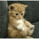 Gatitos tristes 13