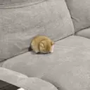 Gatitos tristes 15