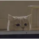Gatitos tristes 18