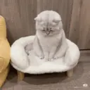 Gatitos tristes 20