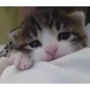 Gatitos tristes 21